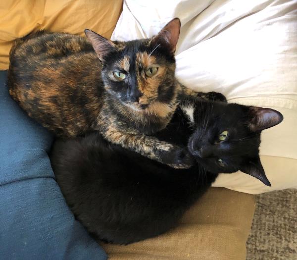 /Images/uploads/Friends of Seal Beach Animal Care Center/2022sbacc/entries/21528thumb.jpg